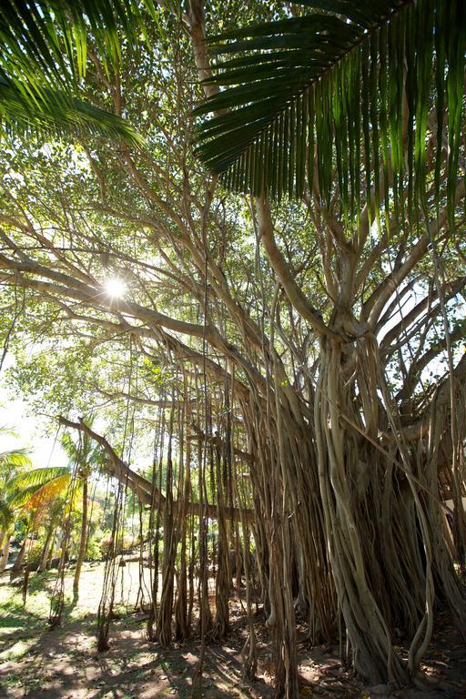 Lux* Grand Gaube Resort & Villas Exteriör bild Banyan tree